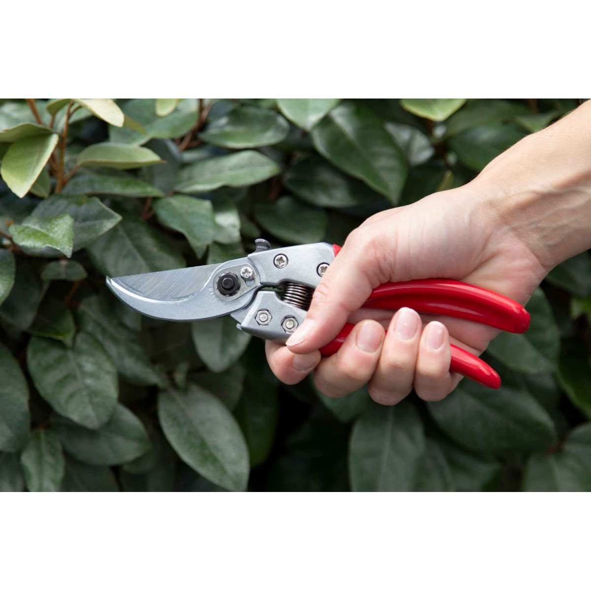 Japāņu zaru šķēres ARS VS8XZ